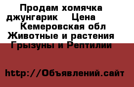 Продам хомячка “ джунгарик“ › Цена ­ 500 - Кемеровская обл. Животные и растения » Грызуны и Рептилии   